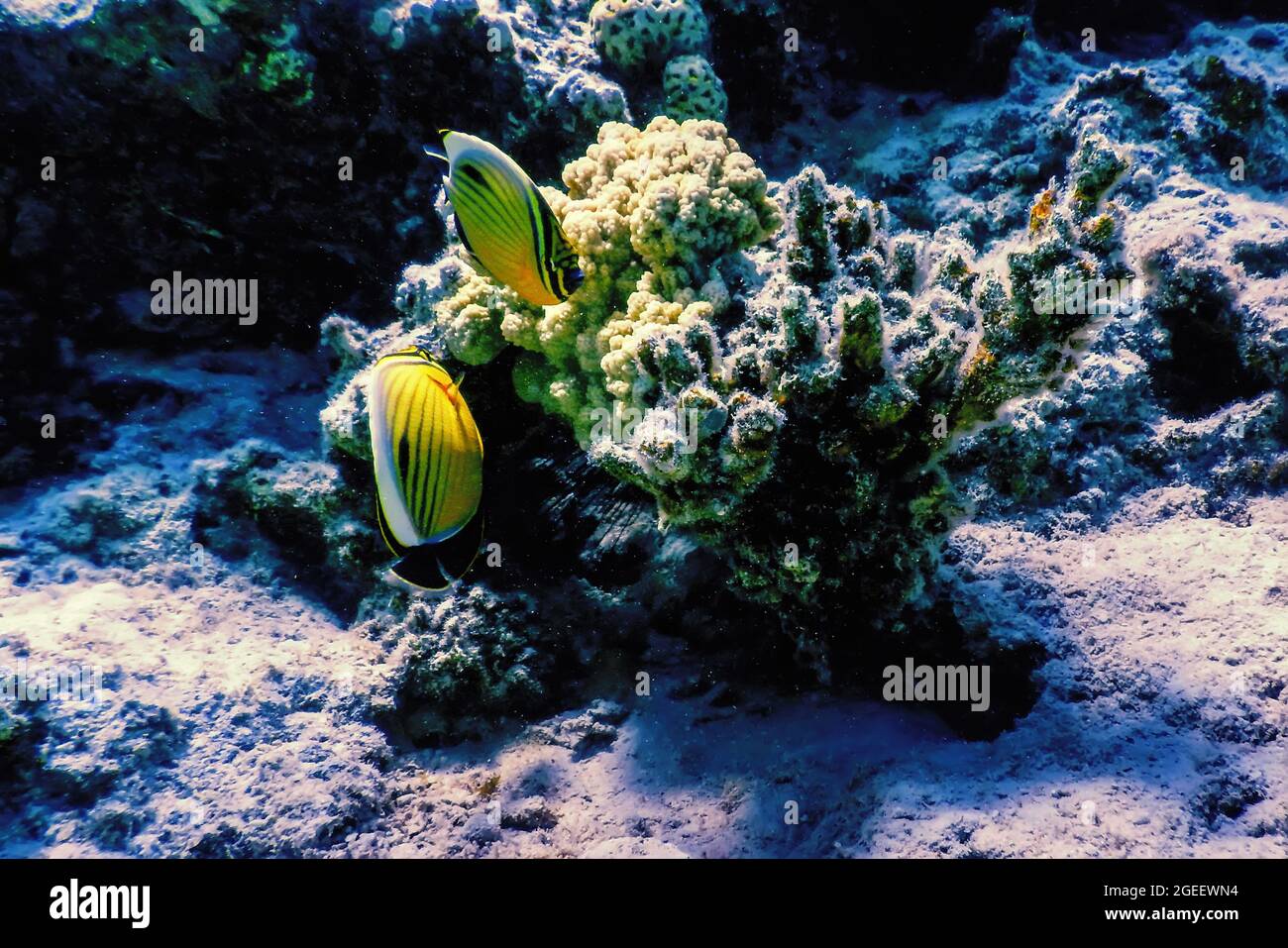 Pesce farfalla dalla coda nera immagini e fotografie stock ad alta  risoluzione - Alamy