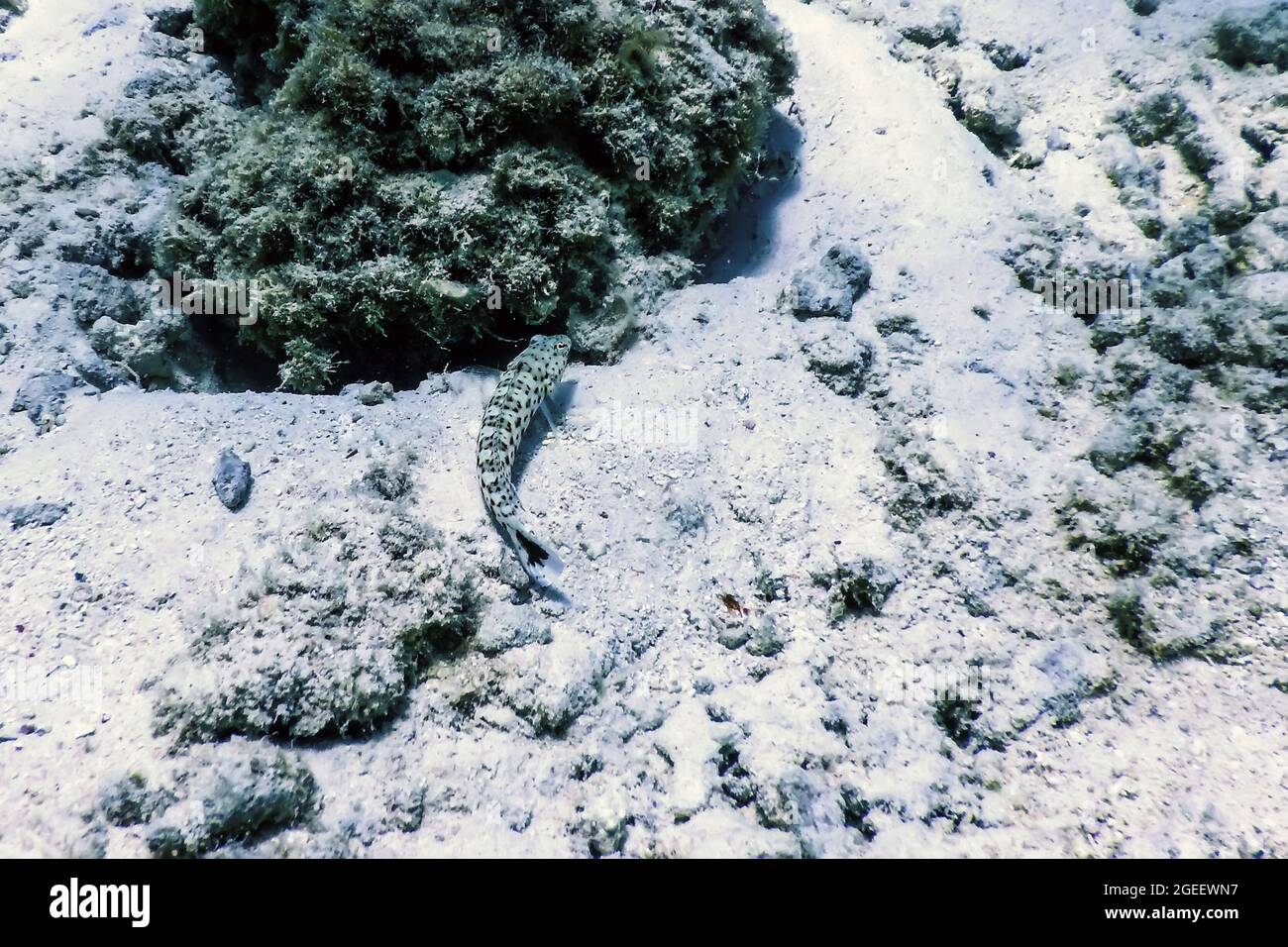 Pappagallo di sabbia (Parapercis esophtalma) acque tropicali, vita marina Foto Stock