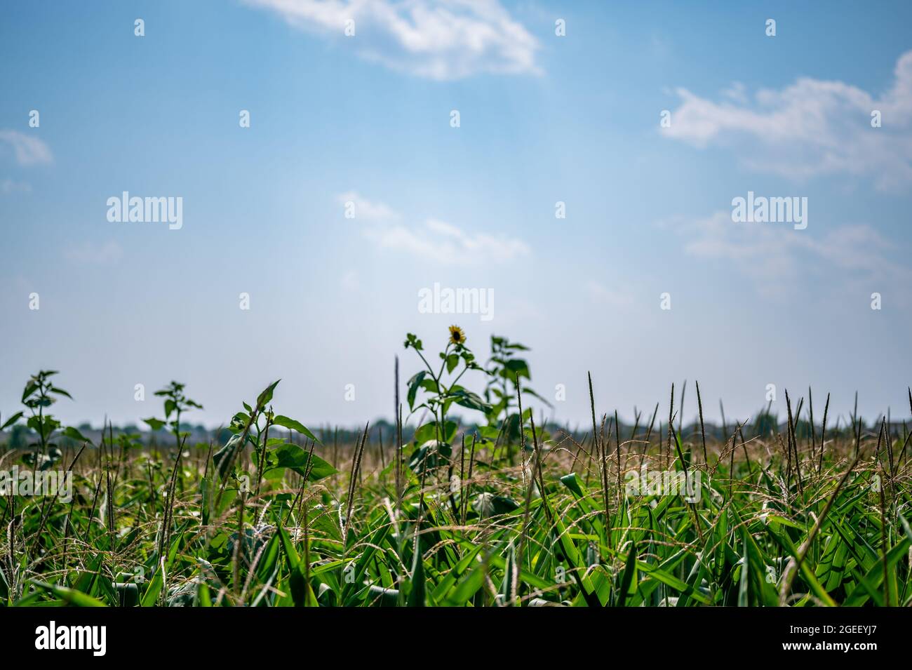 erbacce resistenti agli erbicidi contro lo skyline sopra un campo di mais tasselato Foto Stock