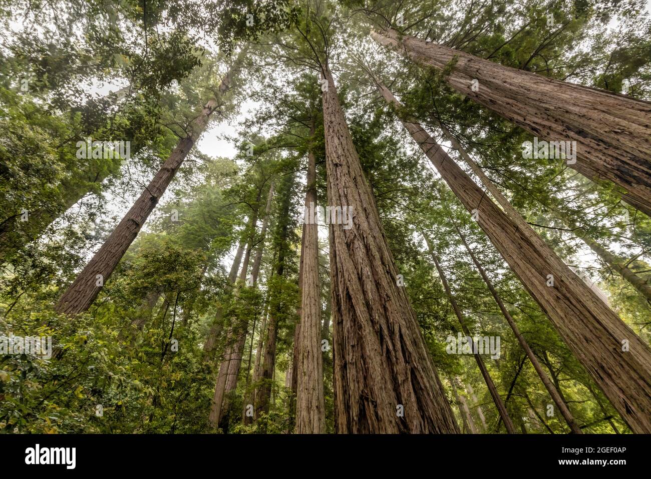 Cime di sequoie giganti perse nella nebbia costiera vicino al Tall Trees Grove nel Redwood National Park, California. Foto Stock