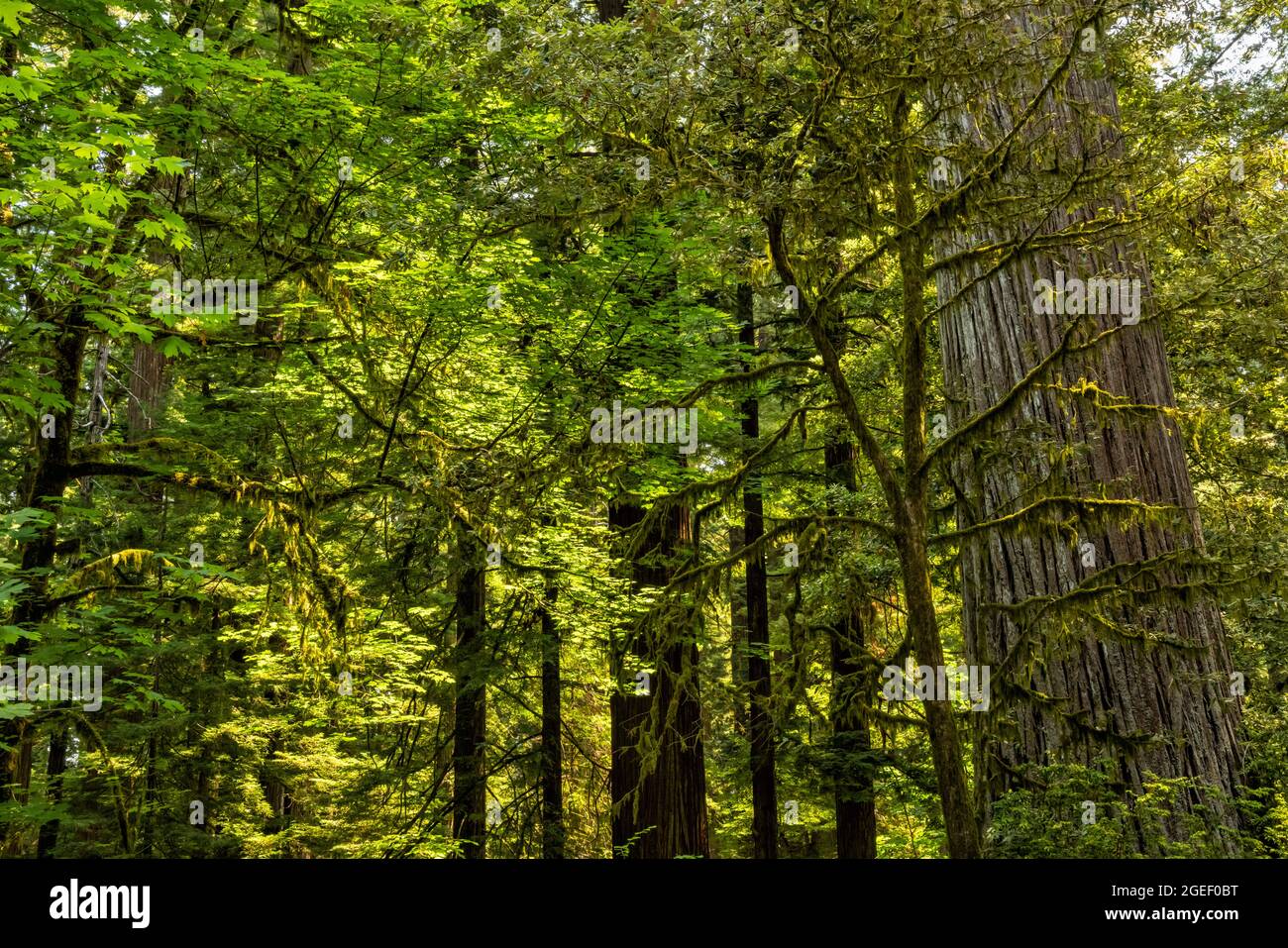 Alberi di acero ricoperti di muschio di fronte agli antichi reddowds di Stout Grove nel parco statale di Jedediah Redwoods, California. Foto Stock