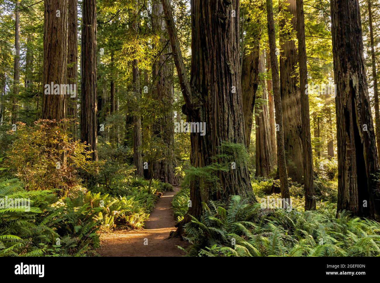 Le travi di sole deliziano il sentiero e le sequoie nel lussureggiante Lady Bird Johnson Grove, Redwood National Park, California. Foto Stock