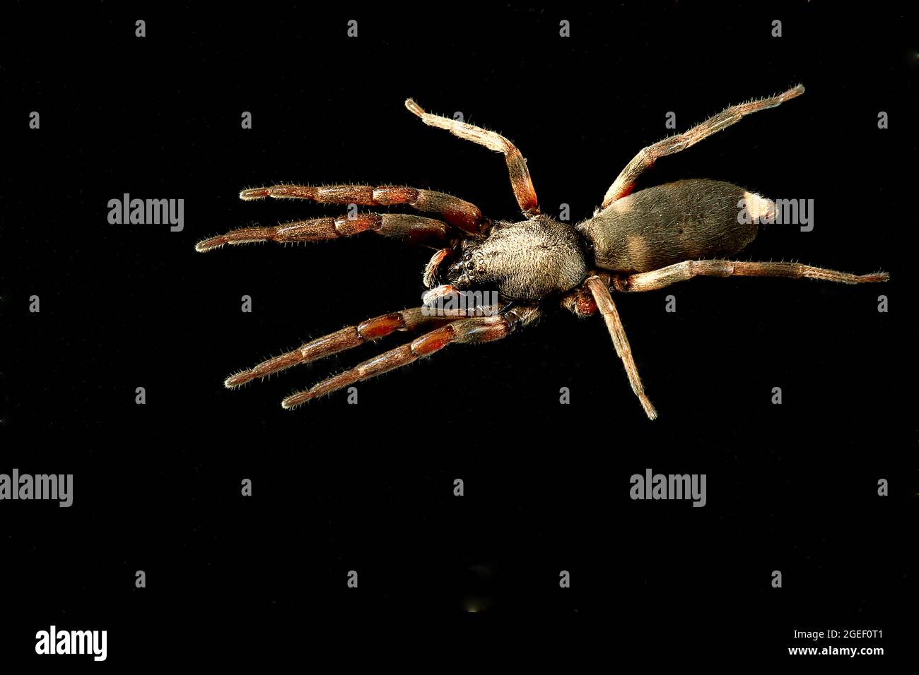 Ragno velenoso a coda bianca (Lampona cylindrica) Foto Stock