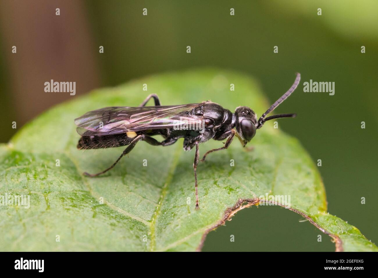 Vespe a testa quadrata (Alysson sp.) Foto Stock