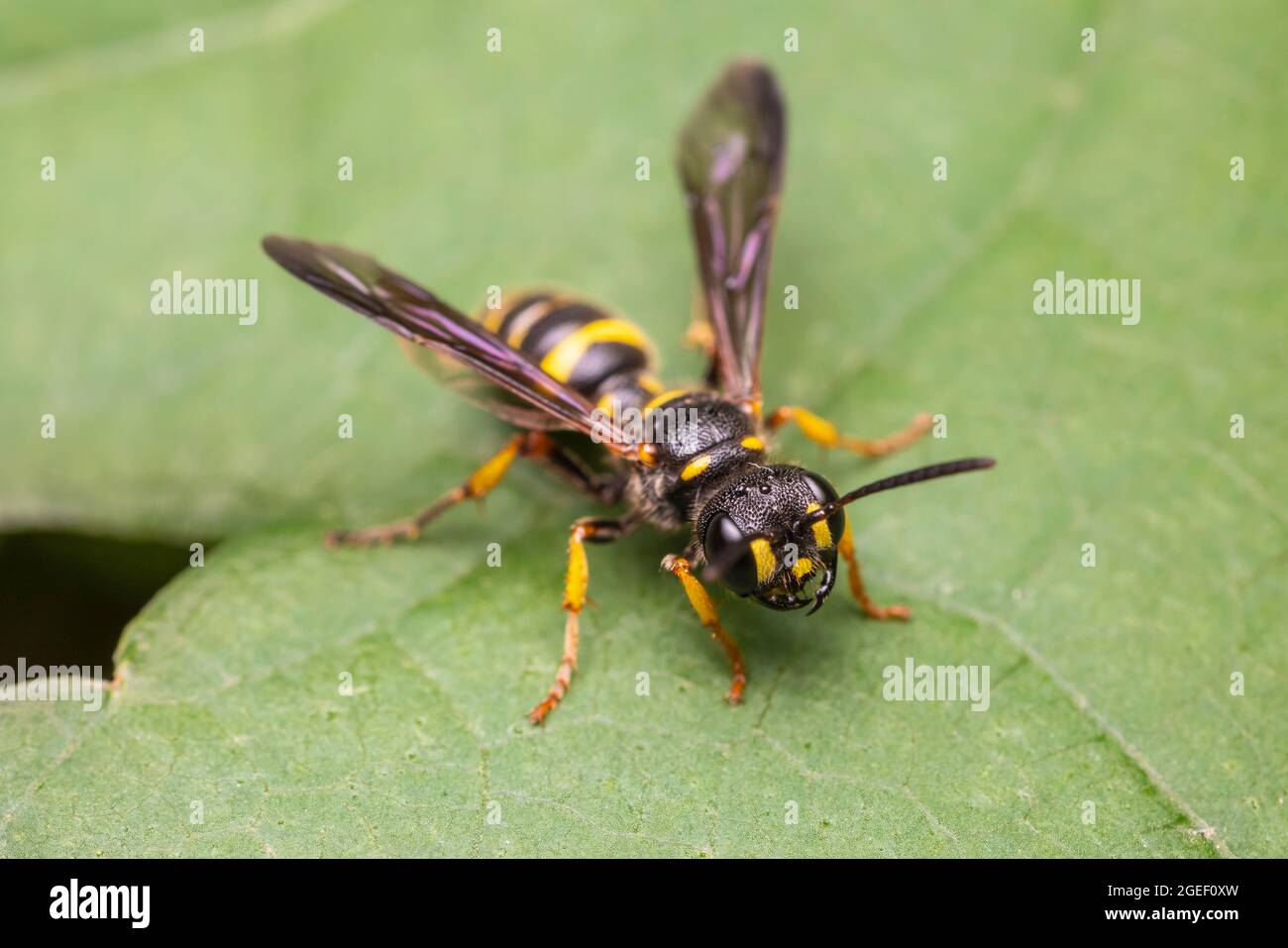 Vespe Crabronid (Cerceris sp.) Foto Stock