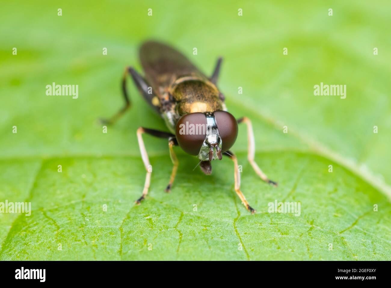 Hover Fly (Xylota quadrimacolata) - Femminile Foto Stock