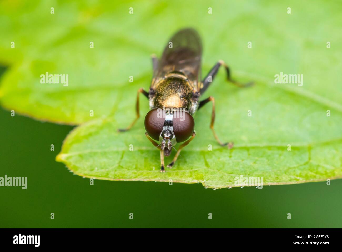 Hover Fly (Xylota quadrimacolata) - Femminile Foto Stock