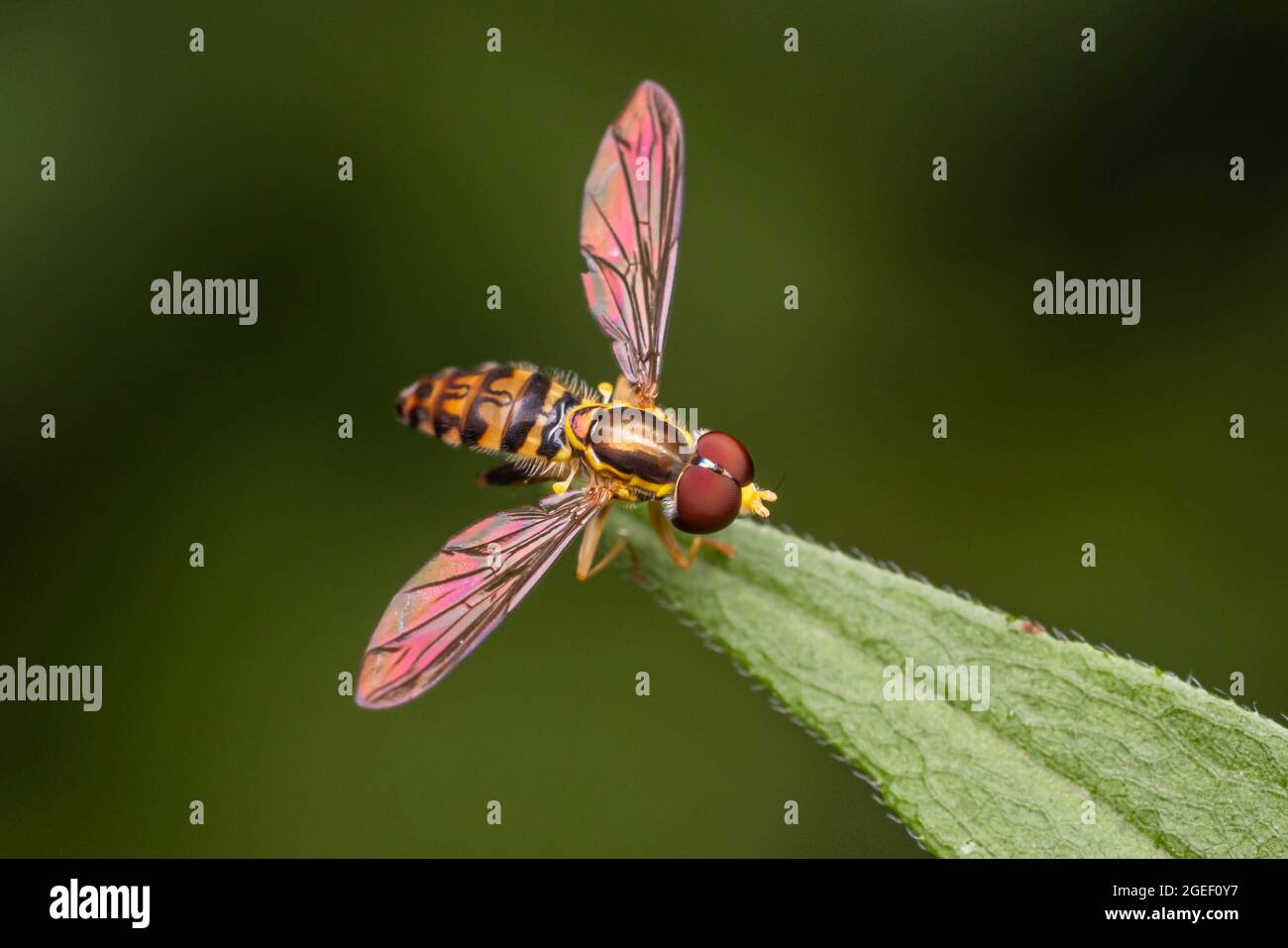 Calligrafo orientale (Toxomerus geminatus) - maschio Foto Stock