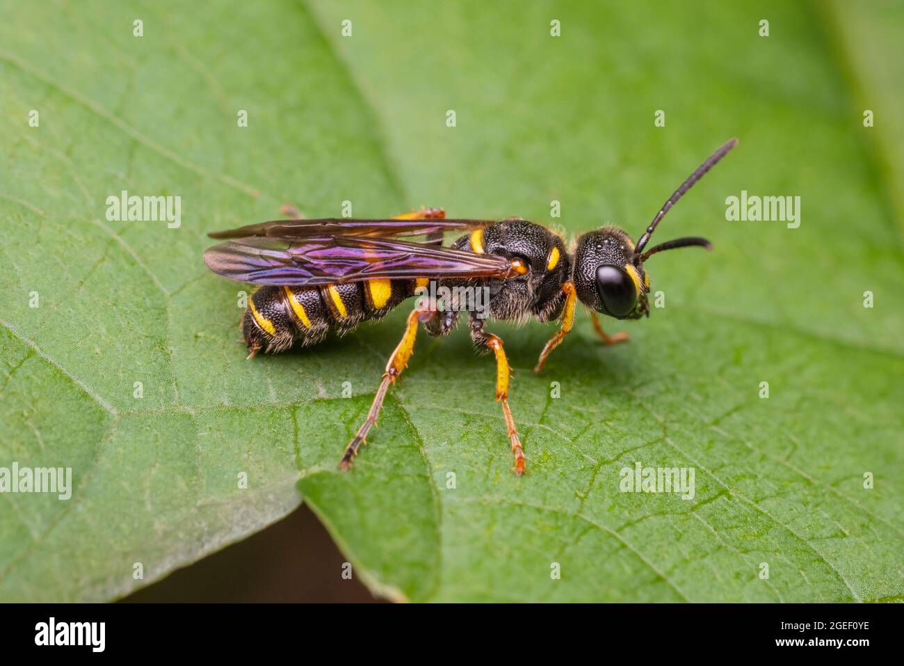 Vespe Crabronid (Cerceris sp.) Foto Stock