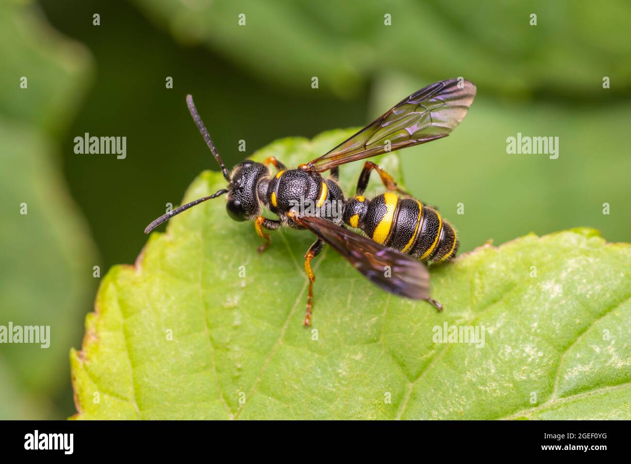 Vespe Crabronid (Cerceris sp.) Foto Stock