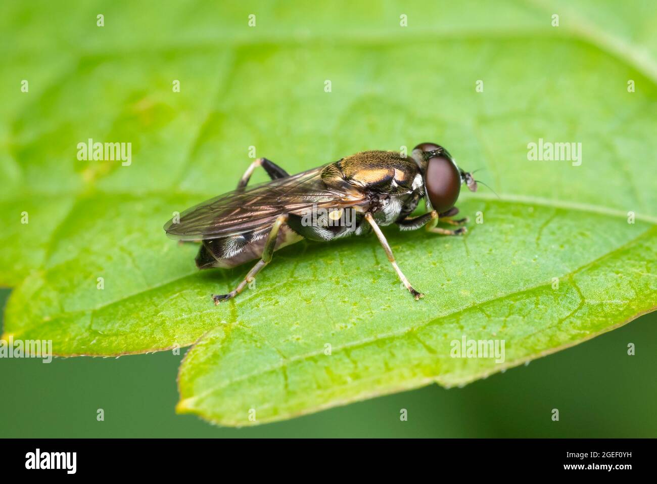 Hover Fly (Xylota quadrimacolata) - Femminile Foto Stock