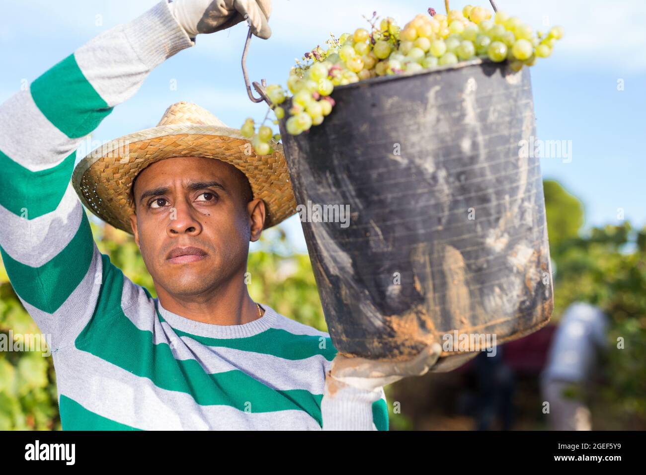 Proprietario di vigneto ispanico che porta secchio con uve mature Foto Stock