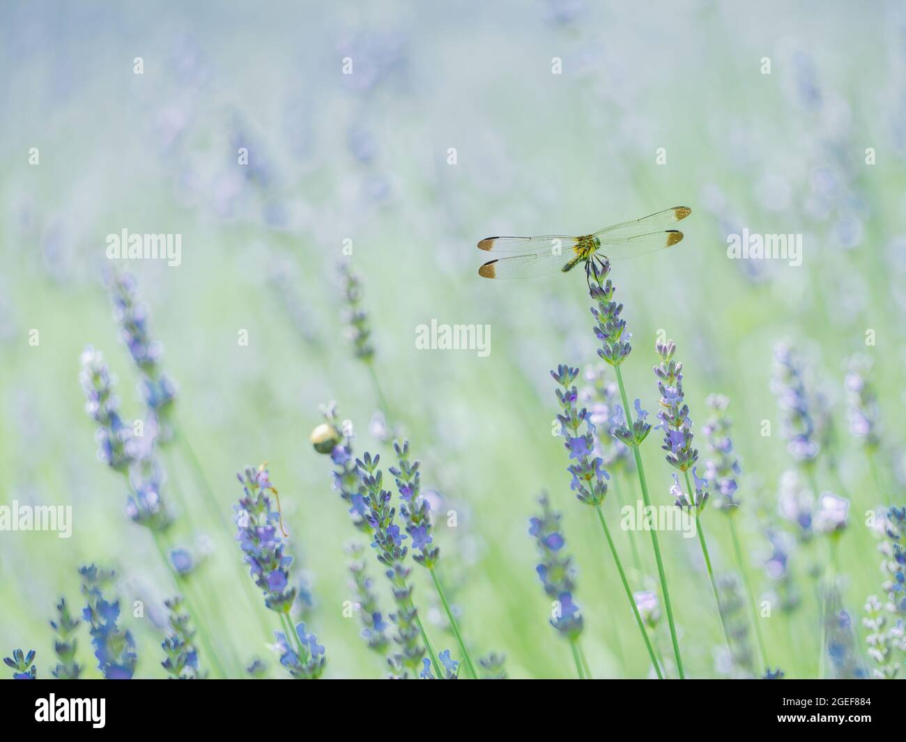 Dragonfly e Lavanda Foto Stock
