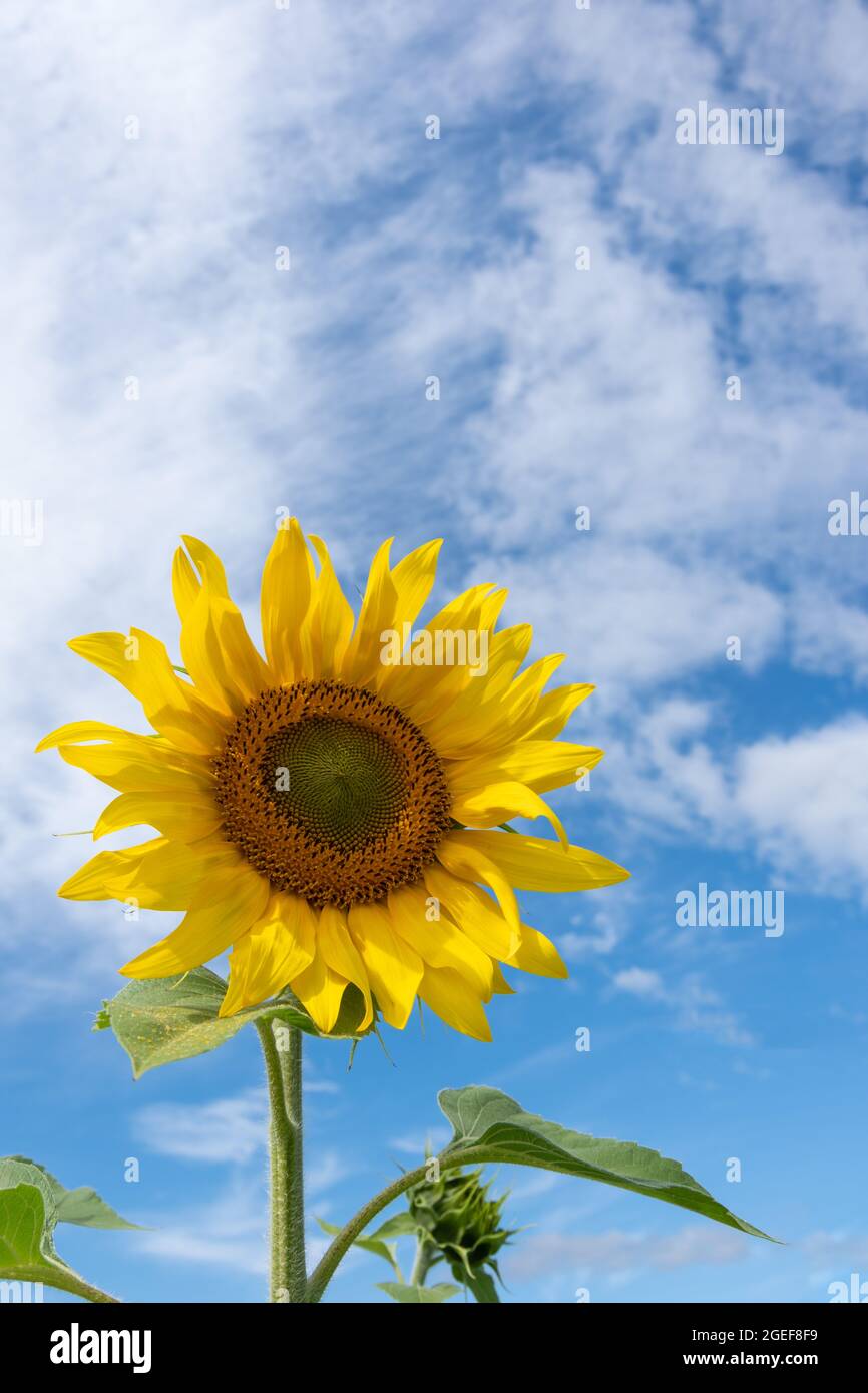 Primo piano di un girasole giallo fiorito di fronte ad un cielo blu con nuvole soffici, cornice verticale. Girasole come simbolo di estate, felicità, relax Foto Stock