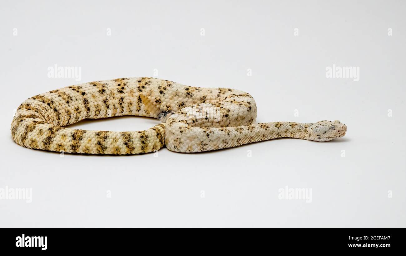 Rattlesnake con macchie bianche isolato su uno sfondo bianco Foto Stock