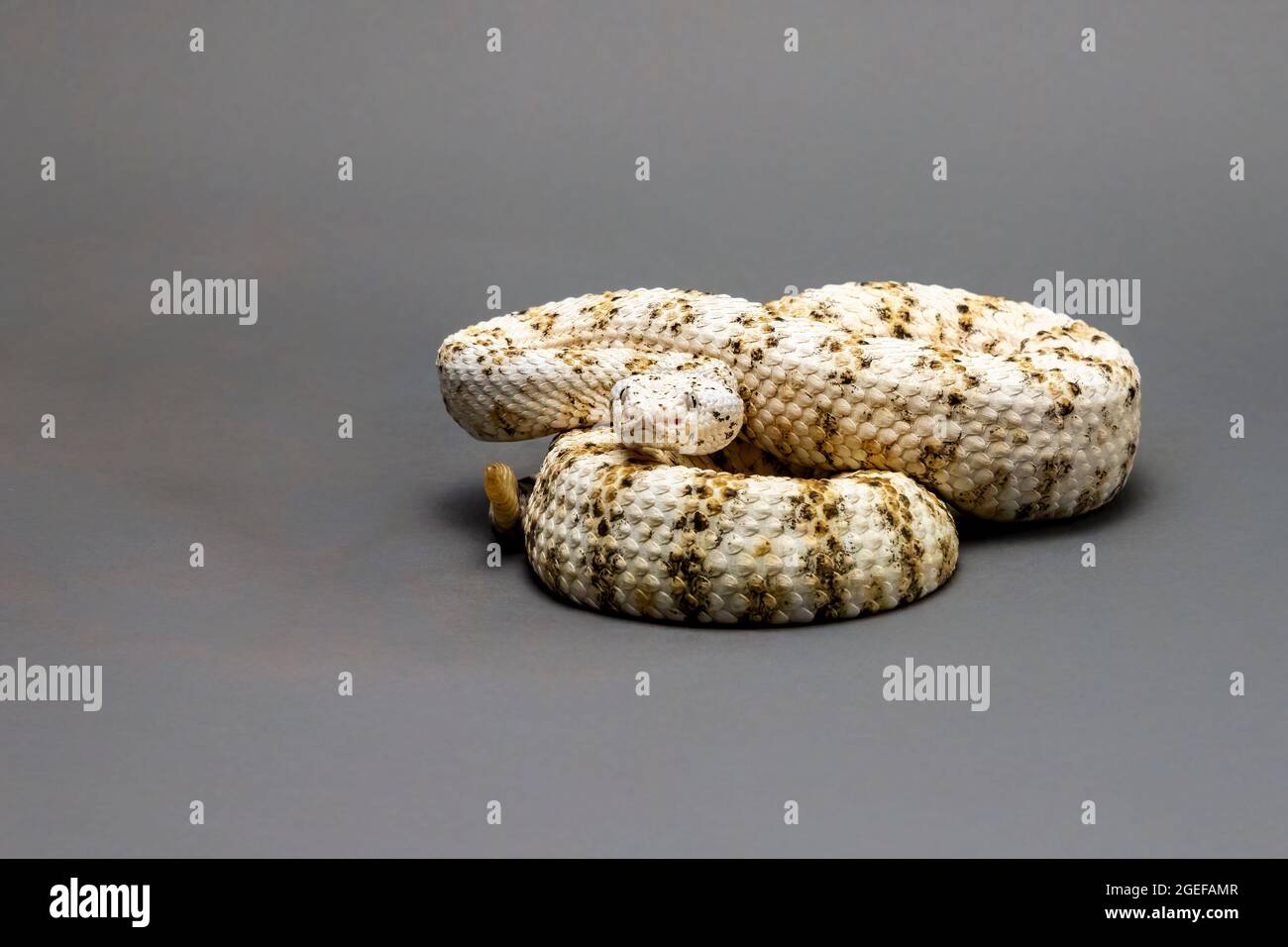 Rattlesnake con macchie bianche isolato su uno sfondo grigio Foto Stock