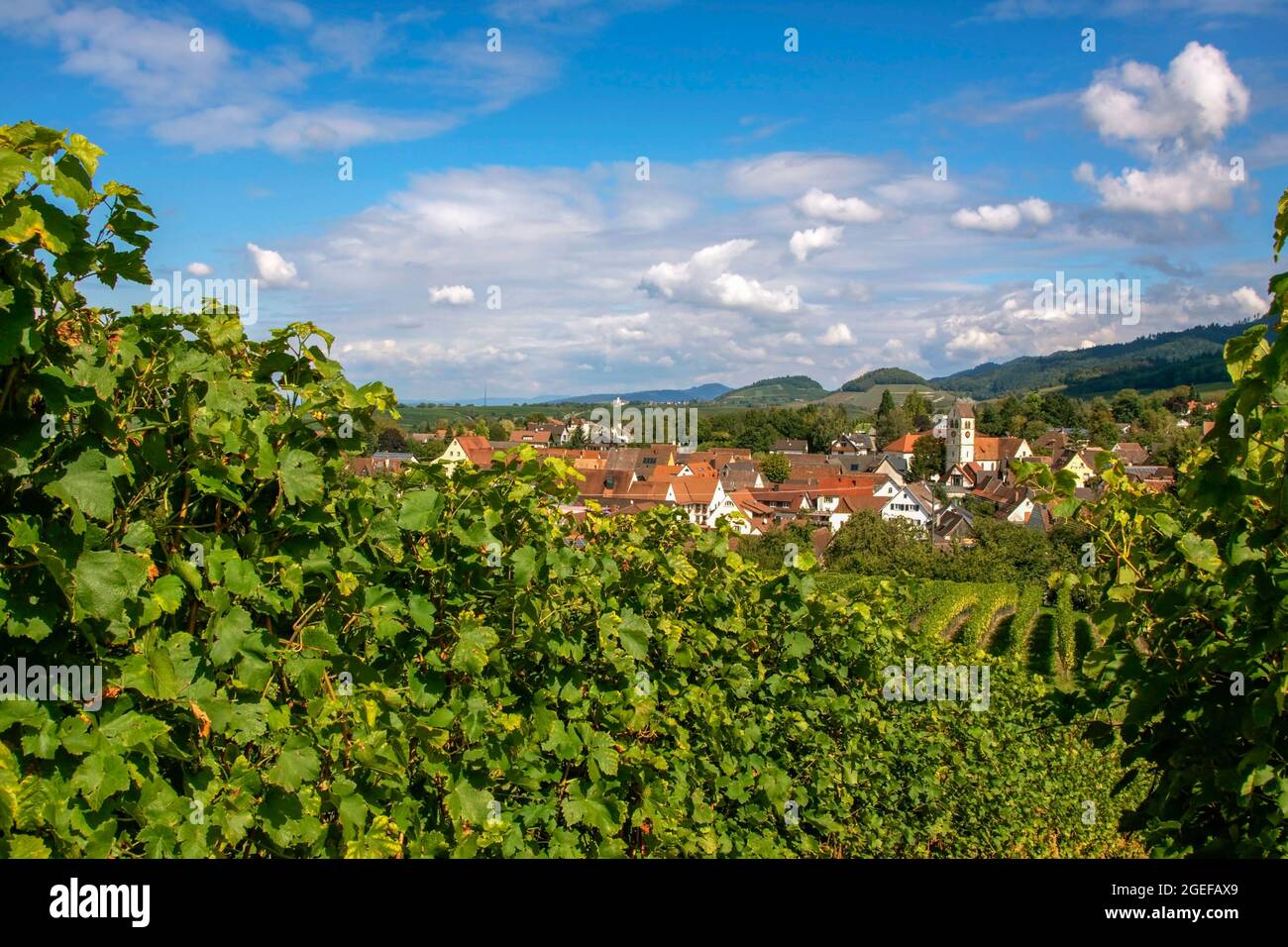Il villaggio del vino Britzingen in Markgraeflerland, Foresta Nera, Baden-Wuerttemberg, Germania Foto Stock