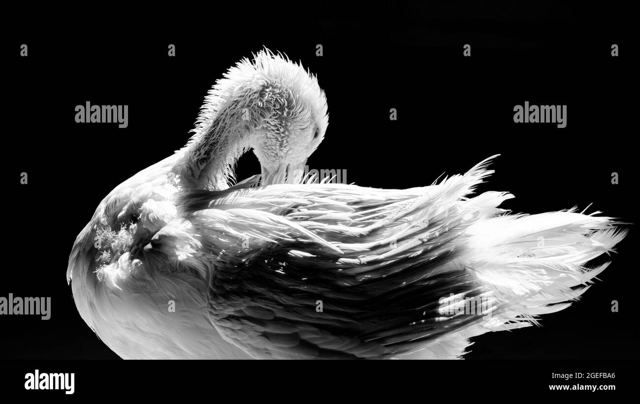 Anatra bianca in piedi vicino alla macchina fotografica, animale selvatico addomesticato, con illuminazione e dettagli nitidi. Foto reale di un vero animale. Foto Stock