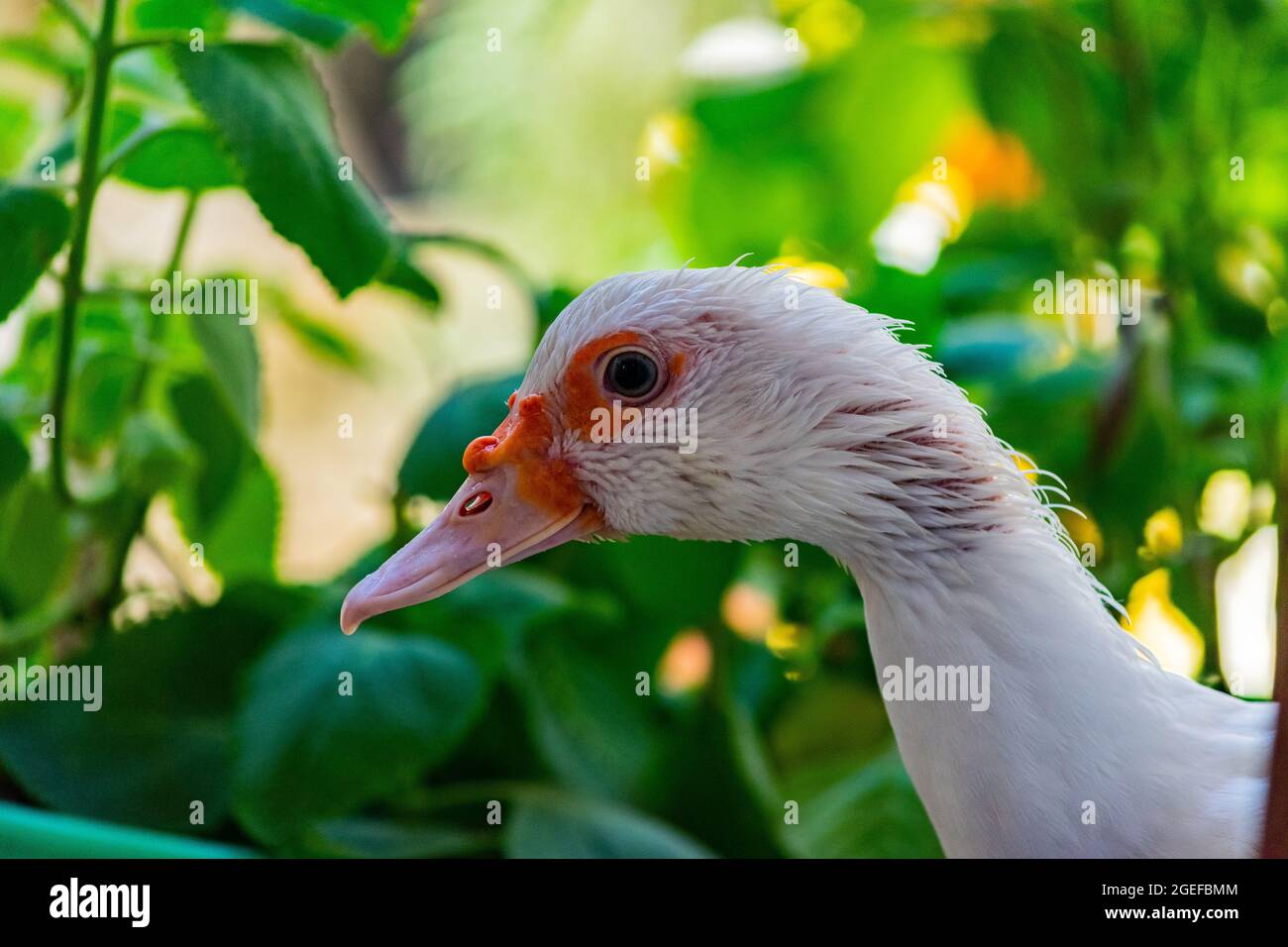 Anatra bianca in piedi vicino alla macchina fotografica, animale selvatico addomesticato, con illuminazione e dettagli nitidi. Foto reale di un vero animale. Foto Stock