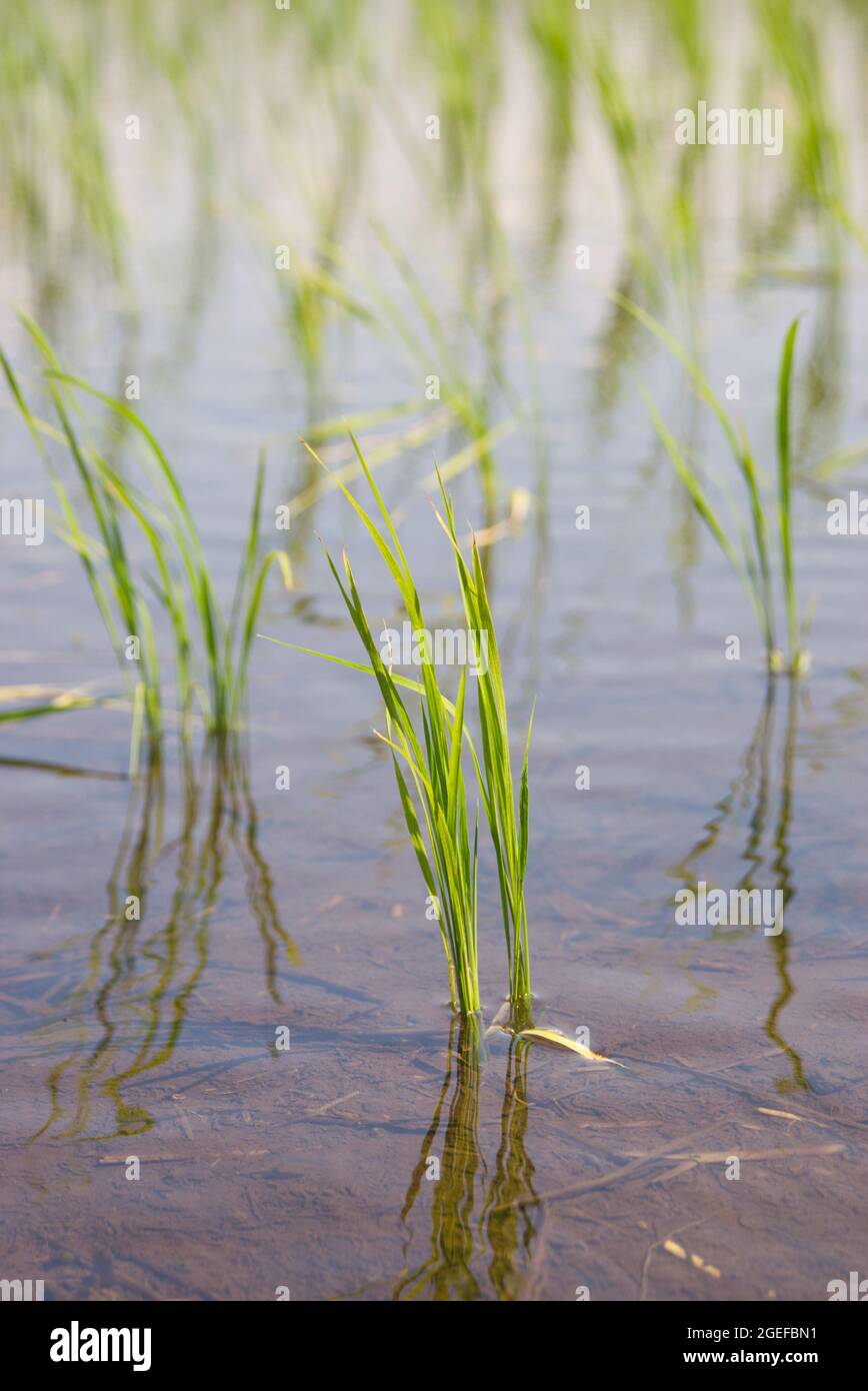 Pianta di riso a Rice Paddy Foto Stock