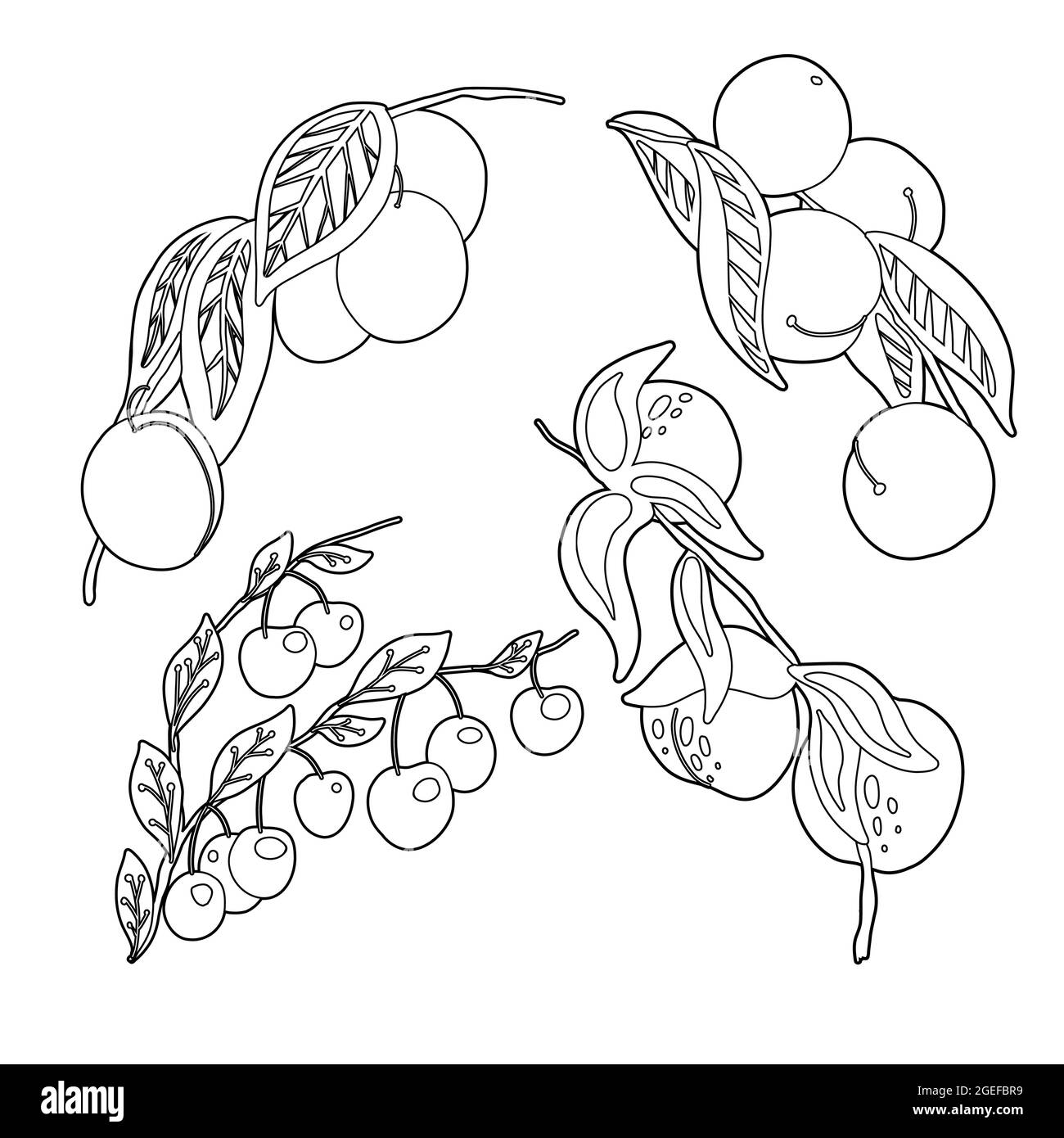 Set di frutta di pietra di contorno su rami e fogliame. Contorno vettoriale illustrazione naturale di bacche. Prugne, pesche, nettarine e ciliegie. Immagini di Illustrazione Vettoriale