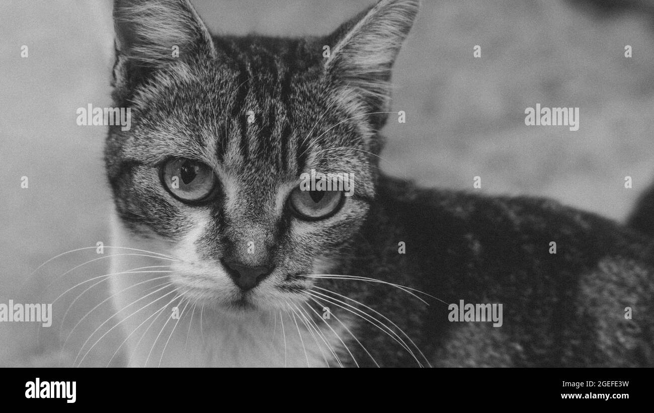 Aspetto carino di un gatto domestico (animale domestico) in una situazione quotidiana Foto Stock