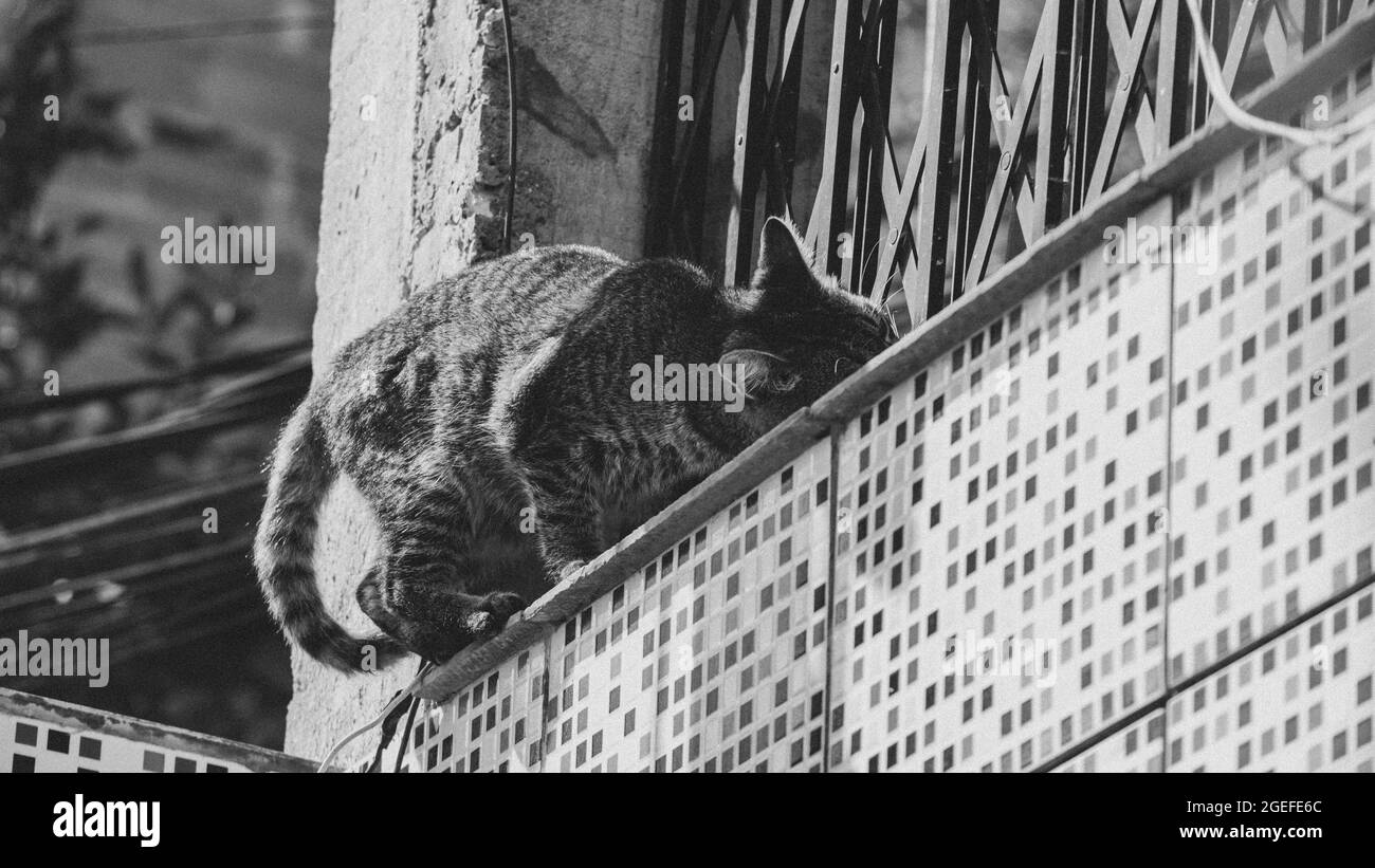 Aspetto carino di un gatto domestico (animale domestico) in una situazione quotidiana Foto Stock