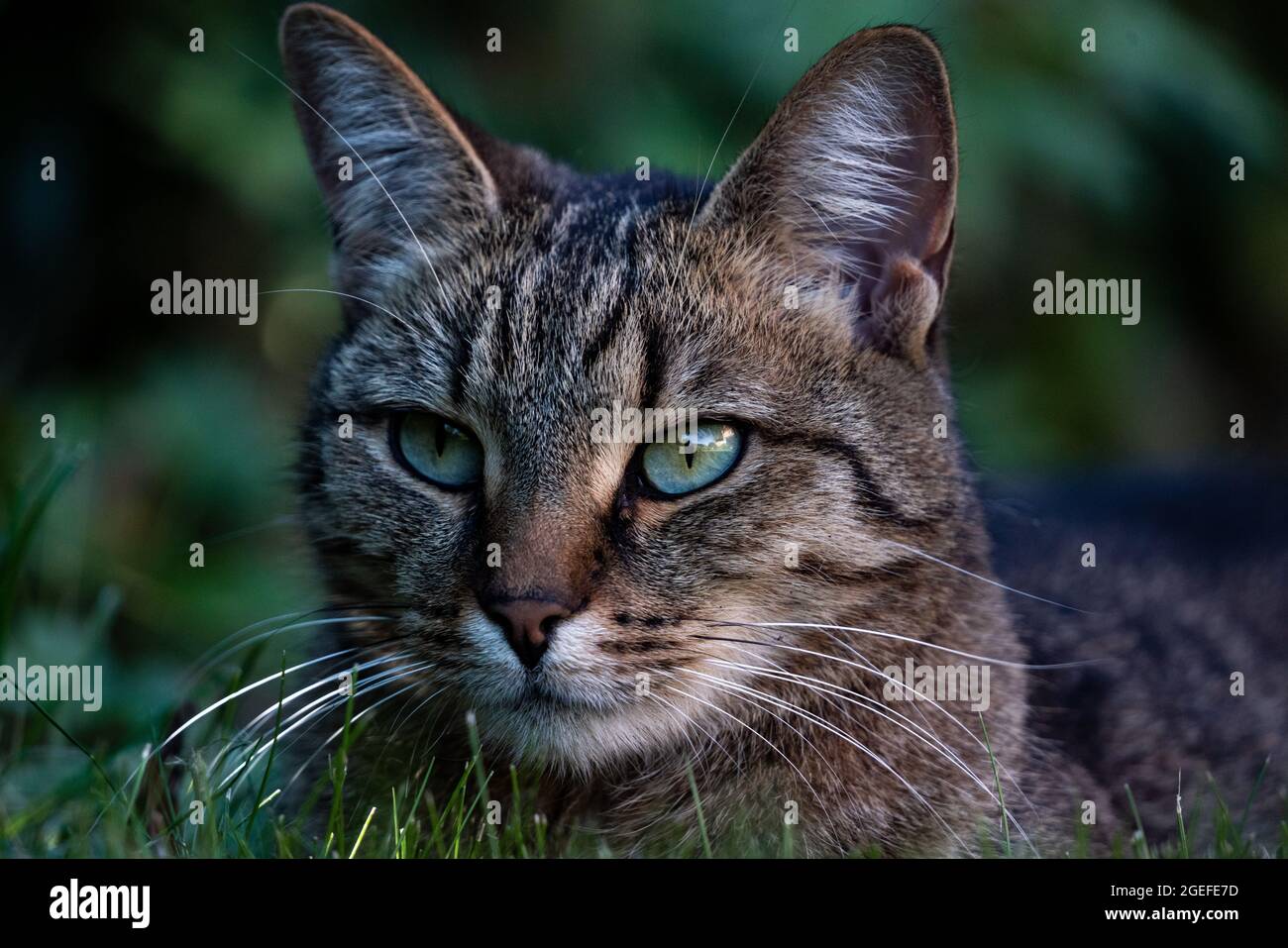 ritratto di gatto con gli occhi blu belli Foto Stock