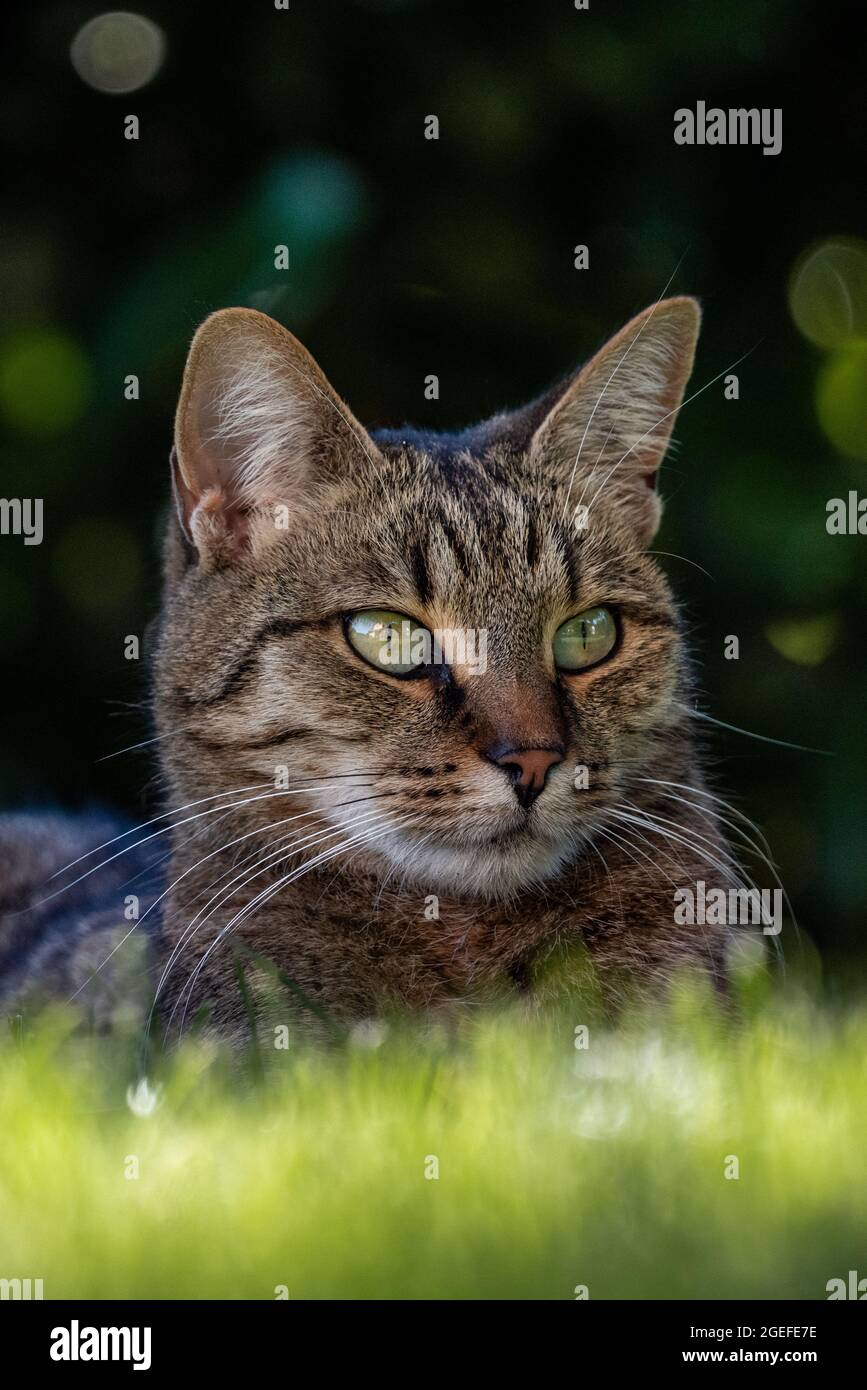 ritratto di gatto con gli occhi blu belli Foto Stock