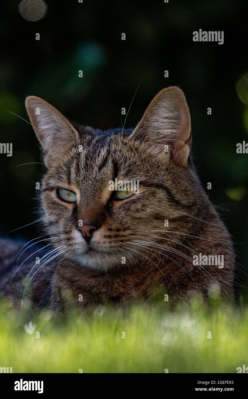 ritratto di gatto con gli occhi blu belli Foto Stock