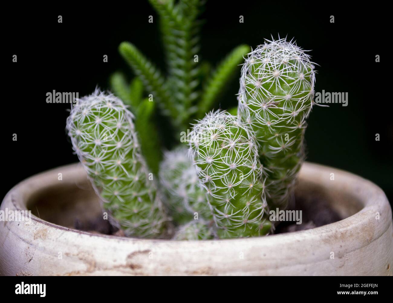Primo piano di una varietà di piante di cactus in vaso. Foto Stock