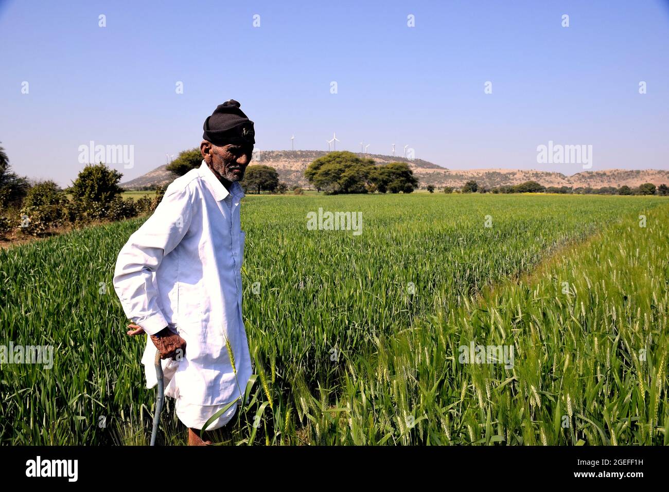 Anziano agricoltore indiano che ispeziona il suo campo di grano. Verde di fattorie indiane. Raccolto di primavera Foto Stock