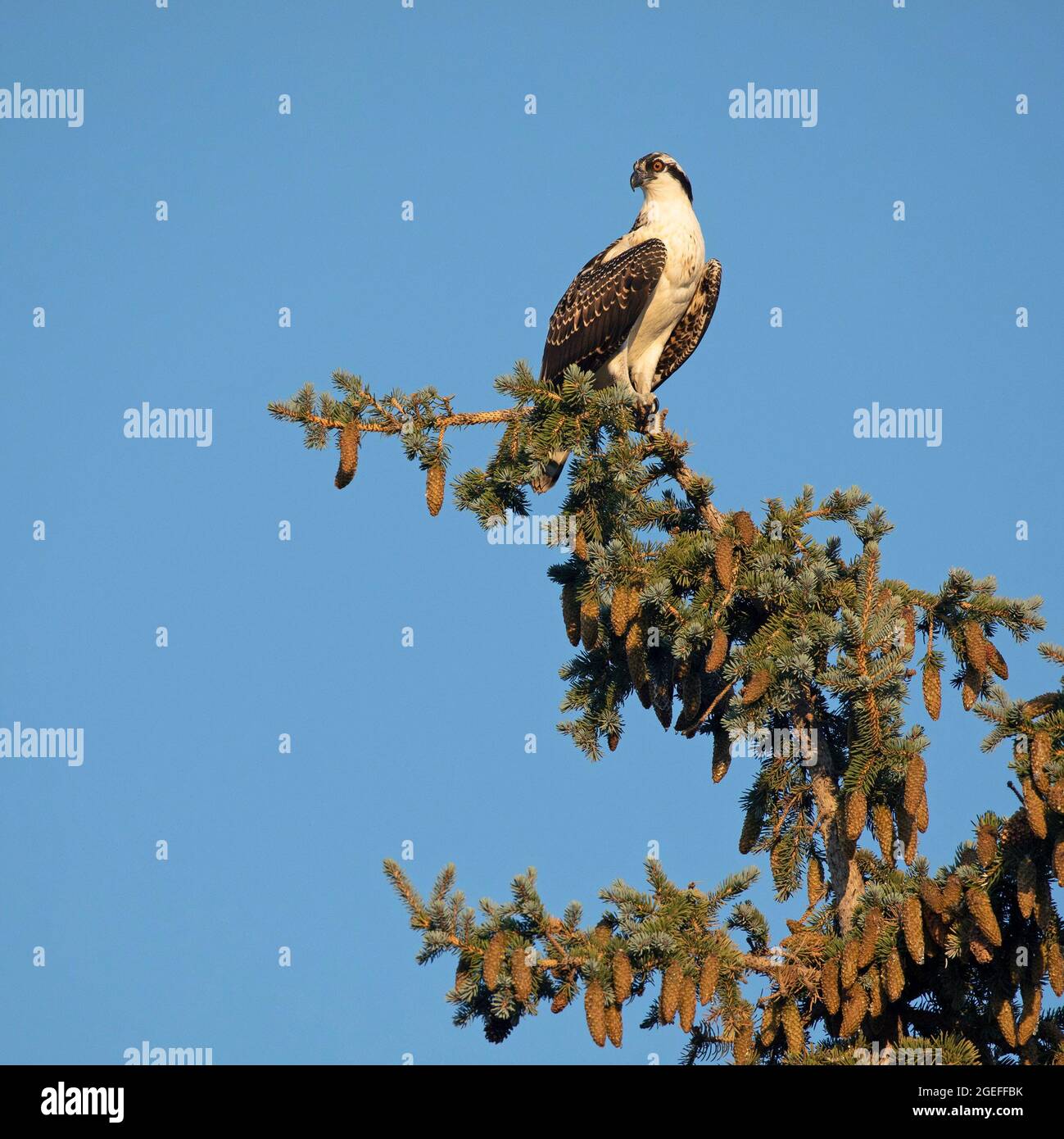 Falco pescatore giovanile arroccato in cima all'albero di abete rosso con cielo blu in Alberta, Canada Foto Stock
