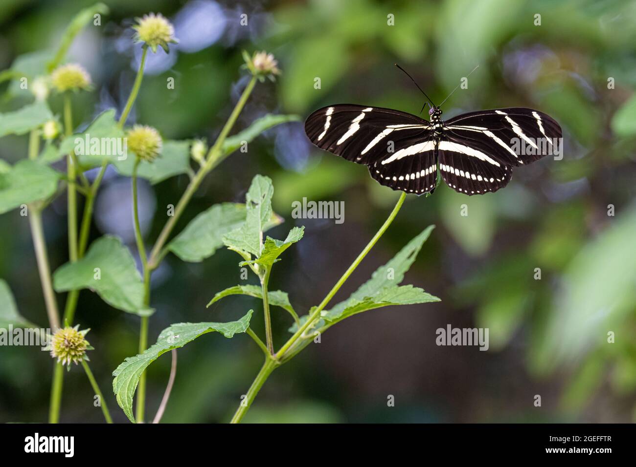 Zebra Longwing Butterfly (Helionius charitonius), farfalla di stato della Florida, lungo il sentiero Fort Caroline presso la riserva di Timucuan a Jacksonville, Florida. Foto Stock