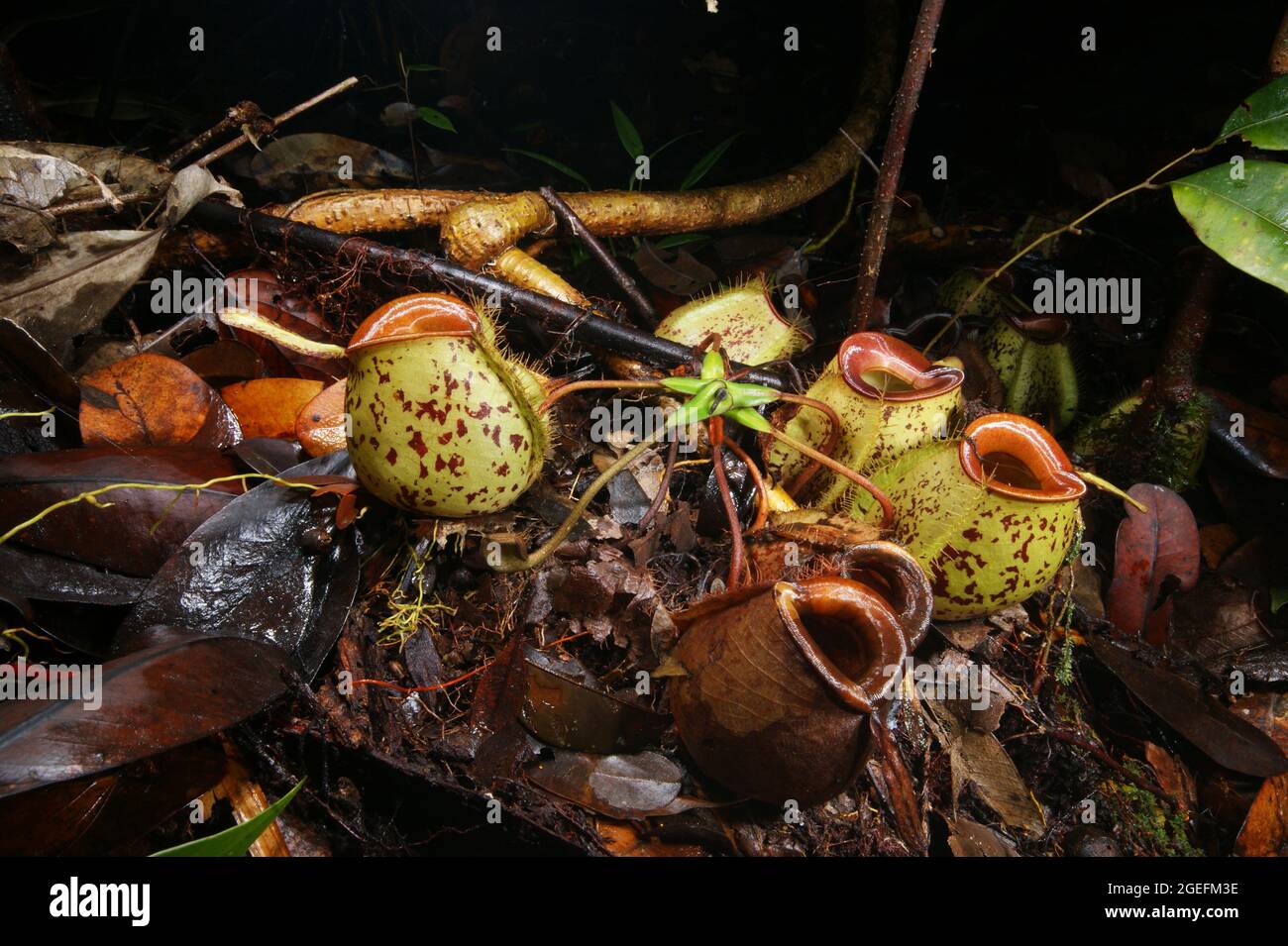 Caraffe dell'impianto di carnivoro caraffa Nepenthes ampullaria, Sarawak, Borneo, vista laterale Foto Stock