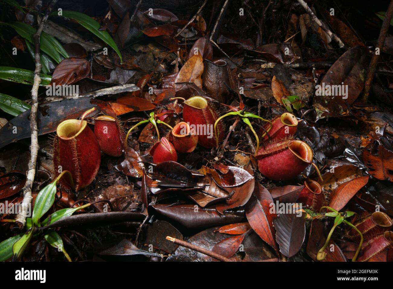 Caraffe rosse di pianta di carnivore carnivore (Nepenthes ampullaria), Sarawak, Borneo Foto Stock