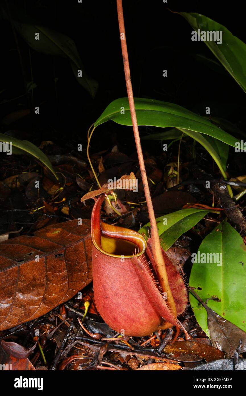 Impianto di caraffa con caraffa inferiore (Nepenthes bicalcarata), Sarawak, Borneo Foto Stock