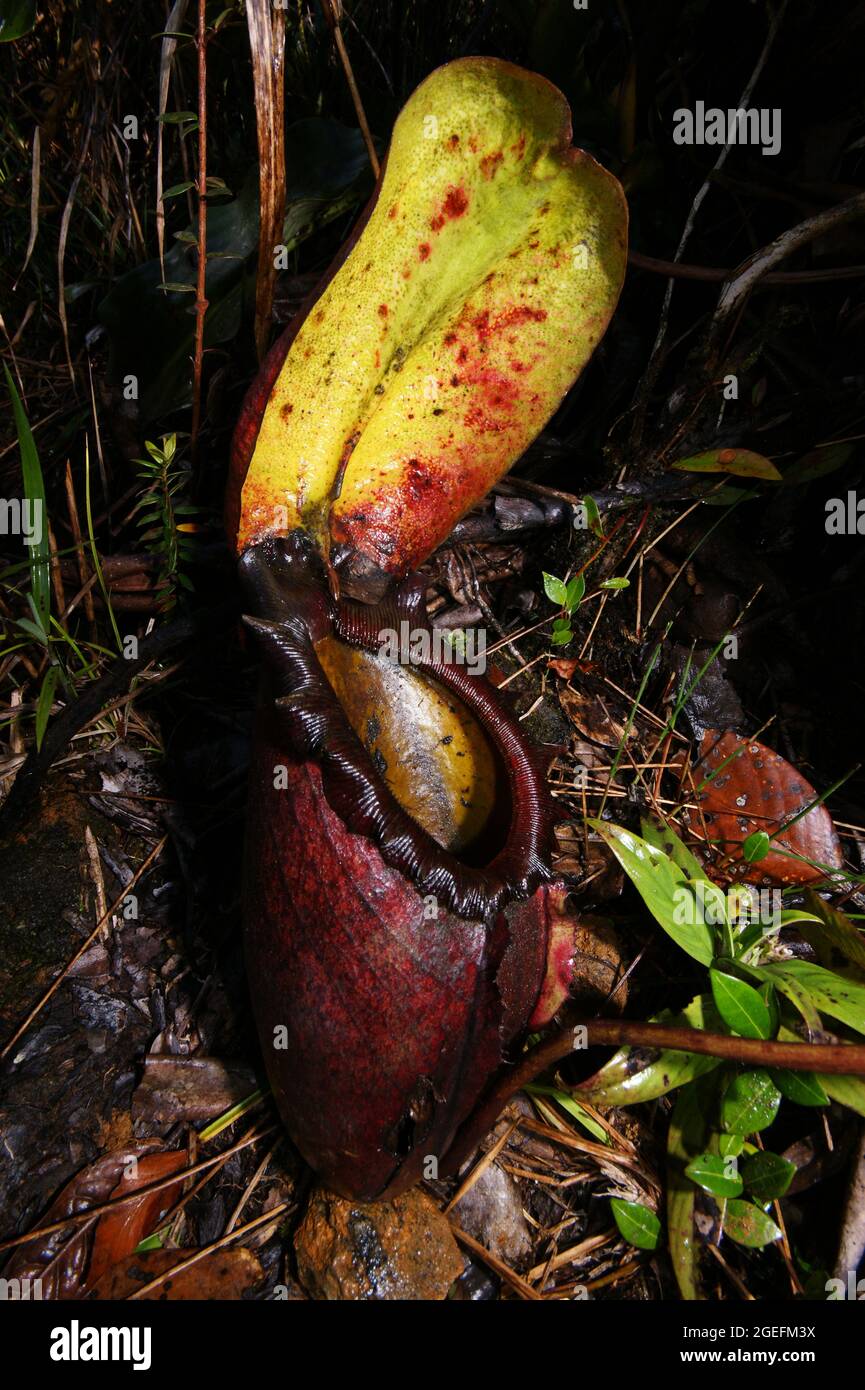 Caraffa rossa di nepenthes rajah, pianta carnivorosa di caraffa, Sabah, Borneo Foto Stock