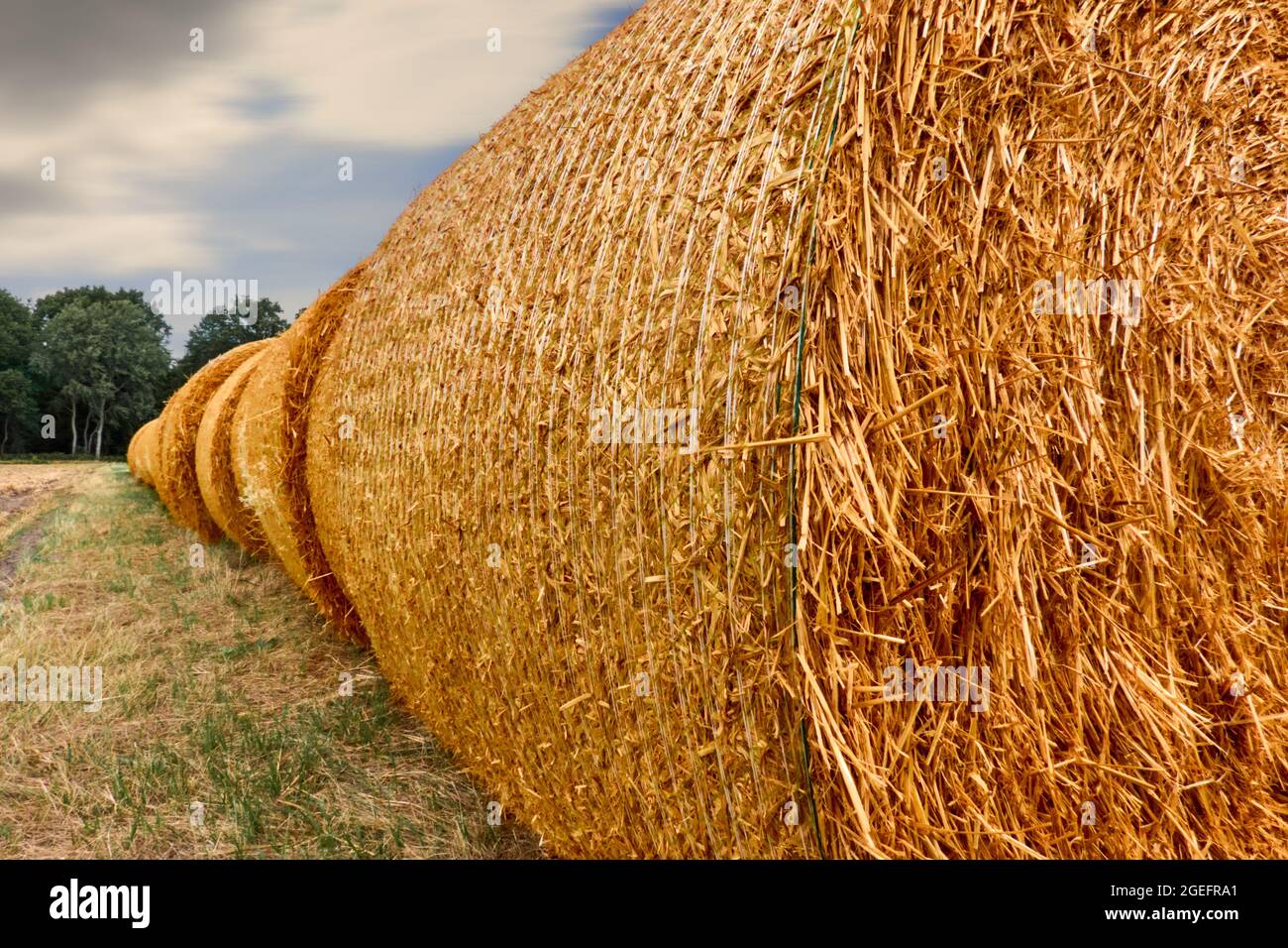 Fila di rotoli di balle di paglia affiancati con cura sul bordo di un campo, in prospettiva Foto Stock