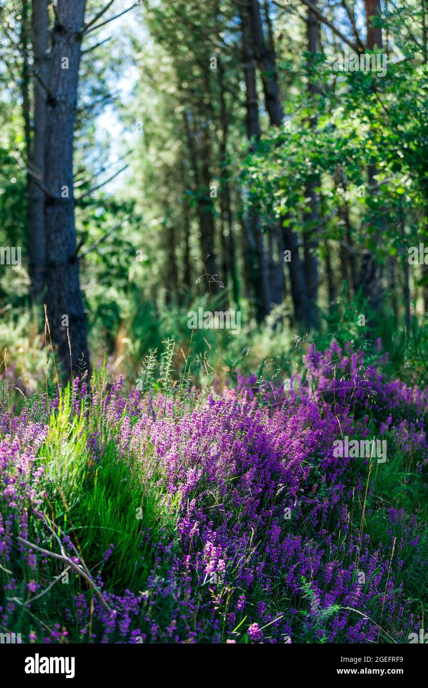 Erica e pineta nel dipartimento delle Landes (Francia sud-occidentale) Foto Stock