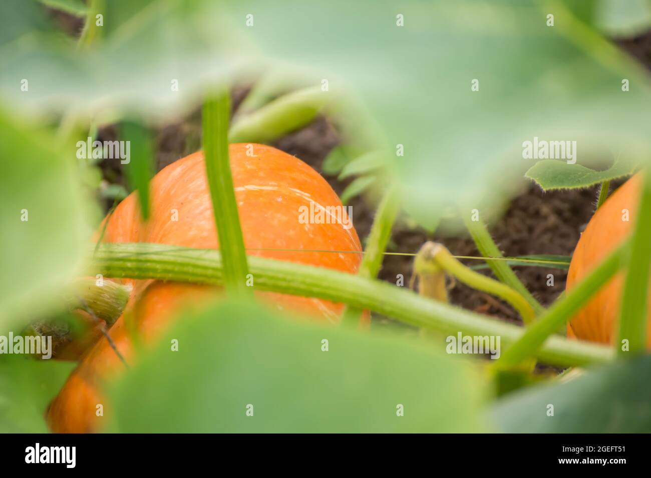 Non una piccola zucca arancione in fogliame verde. Raccolta di verdure autunnali. Concetto di cibo sano, dieta vegetariana di cibo crudo. Alimenti biologici non OGM. Sfondo, sfondo, splash, cartolina. Foto Stock
