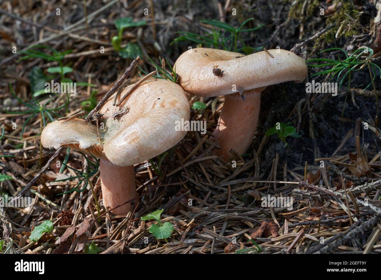 Funghi commestibili Lactarius deterrimus nella foresta di abete rosso. Noto come falso cappellino da latte allo zafferano o cappellino da latte arancione. Funghi selvatici che crescono in aghi. Foto Stock