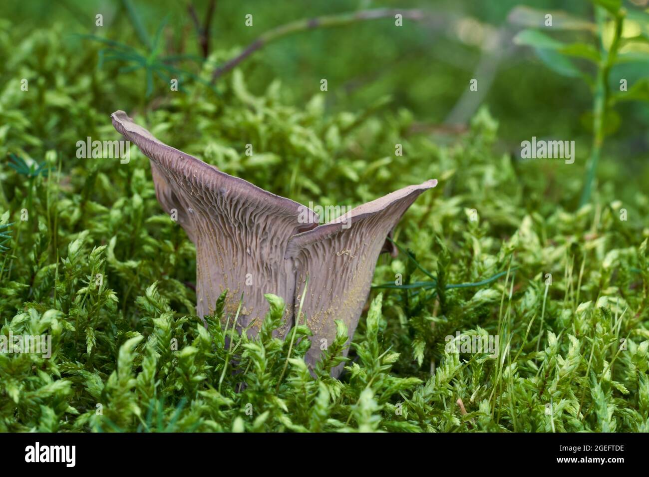 Raro fungo Gomphus clavatus in foresta di abete rosso umido. Noto come orecchie di maiale o la chanterelle violetta. Fungo viola selvatico che cresce nel muschio. Foto Stock
