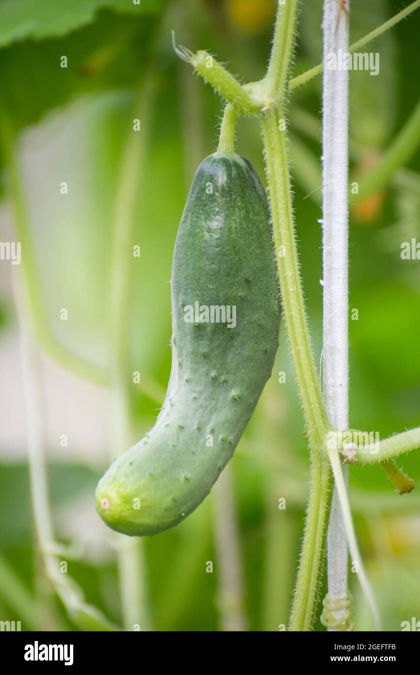 Cetriolo verde appeso nella serra, foto macro, profondità di campo poco profonda. Raccolta di verdure autunnali. Concetto di cibo sano, dieta vegetariana di cibo fresco crudo. Alimenti biologici non OGM. Foto Stock