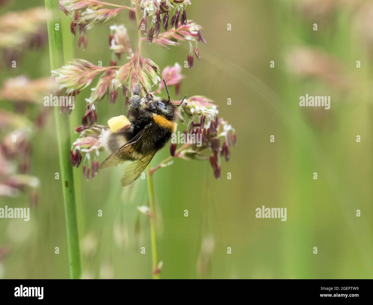 Un Bumble Bee con sacchi di polline sulle sue gambe, Ambleside, Regno Unito. Foto Stock