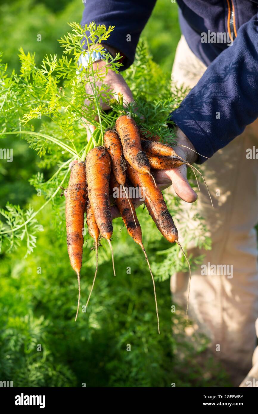 Uomo che raccoglie un mazzo di carote in un giardino Foto Stock