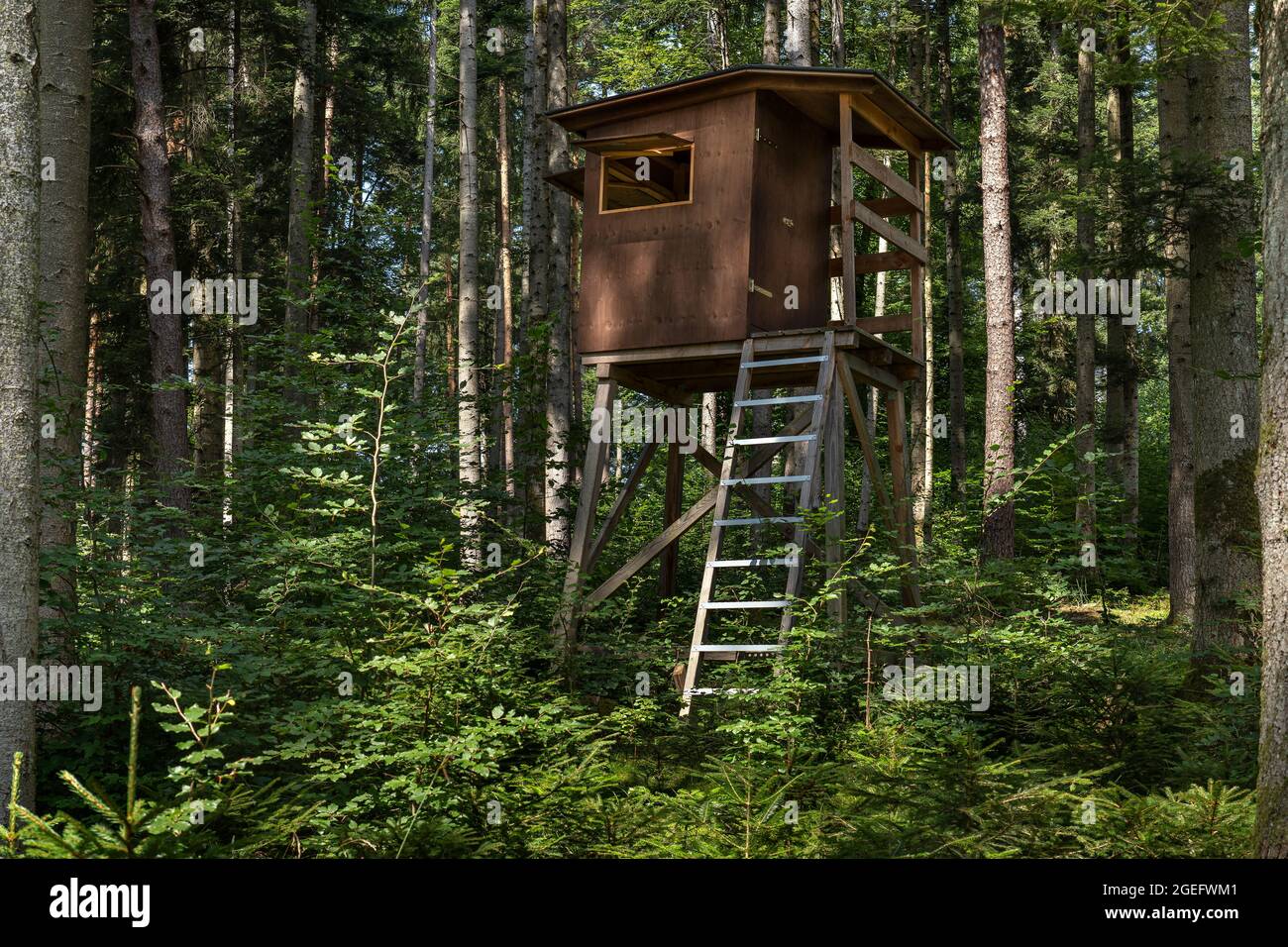 Cervi chiusi in un'idilliaca foresta soleggiata Foto Stock