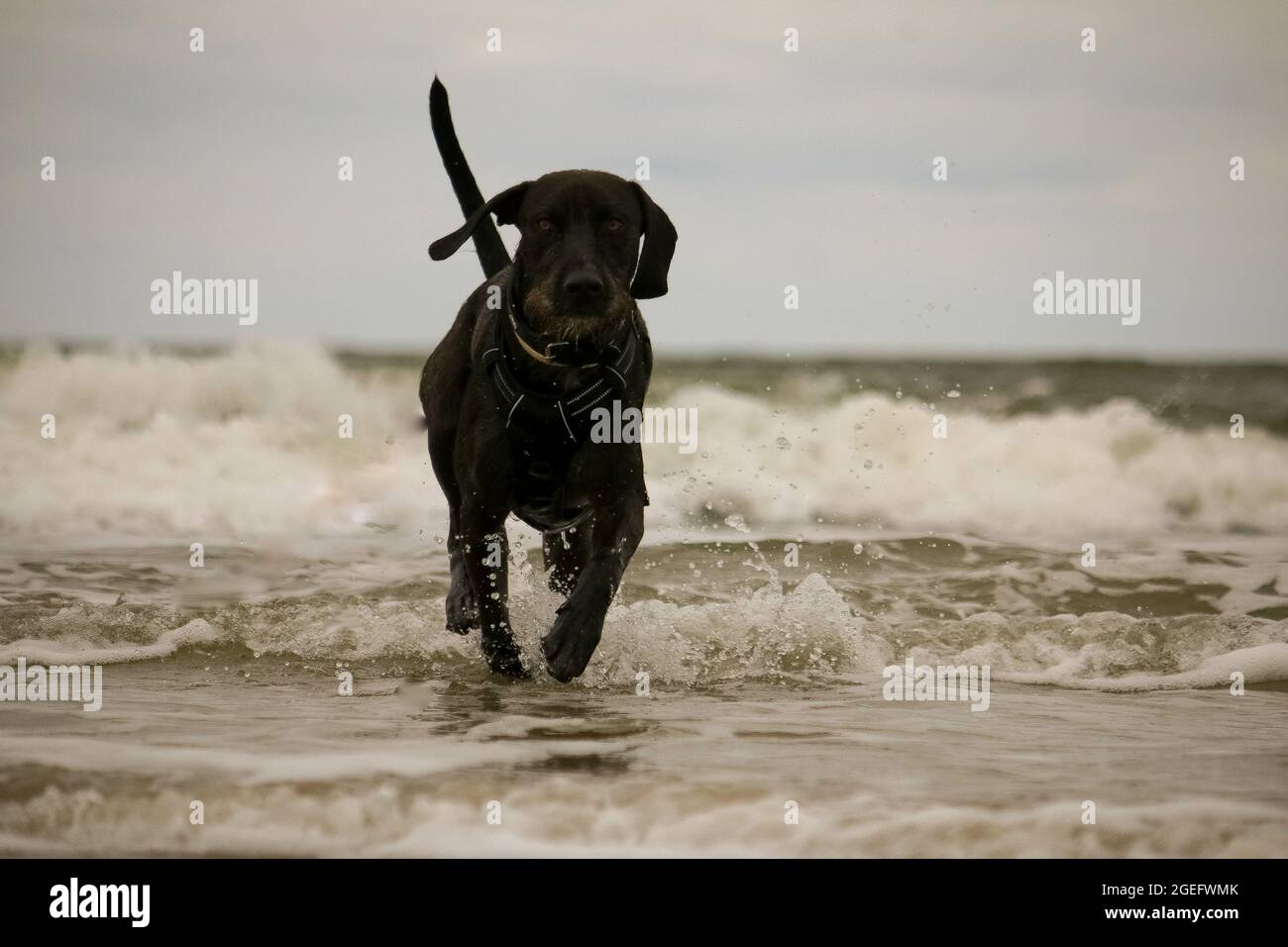 Colpo del grande cane nero che corre nell'oceano intorno alle onde. Foto Stock