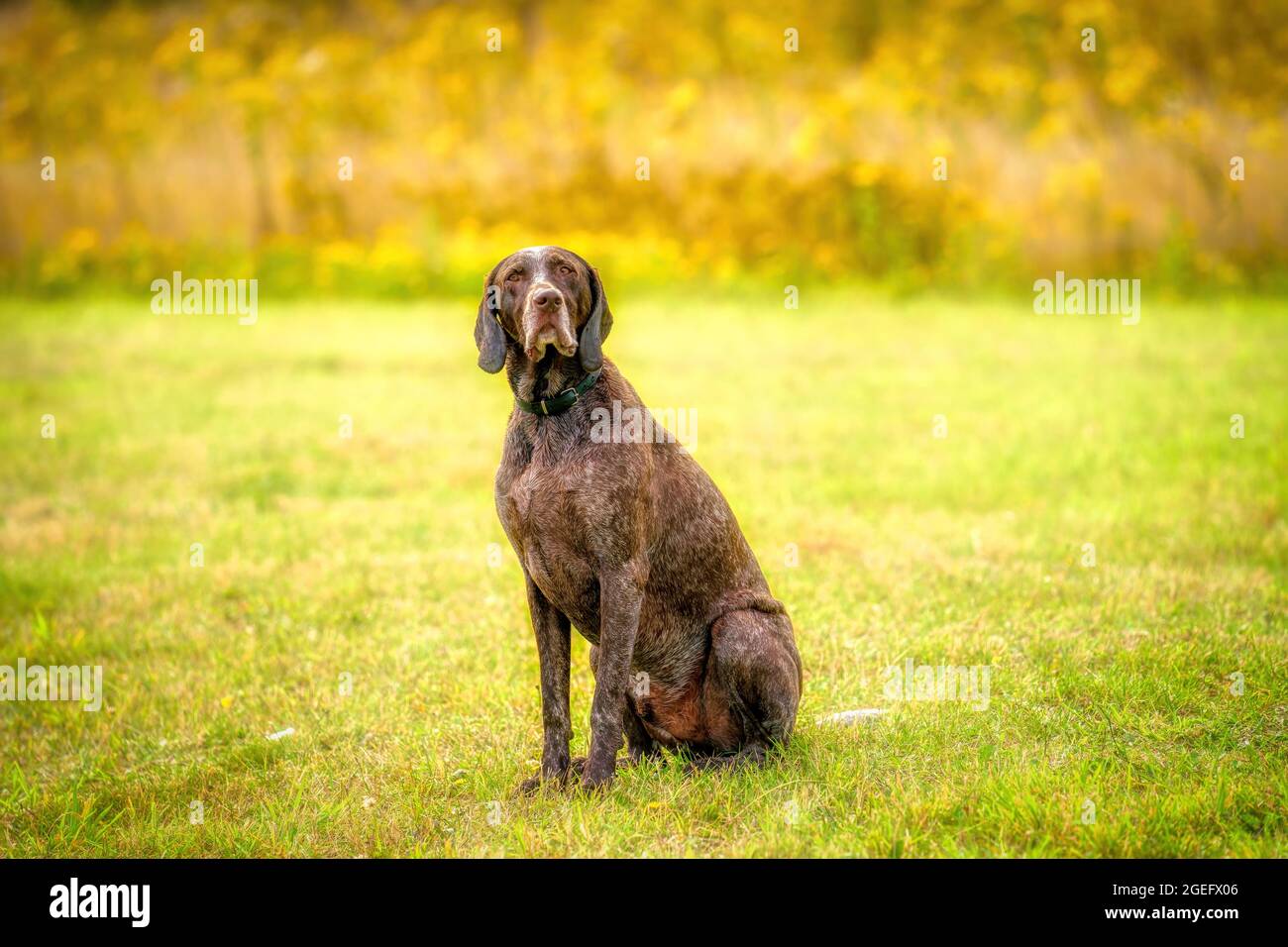 German Shorthair Pointer, il cane GSP guarda la telecamera con stupore mentre si siede in un parco durante una giornata estiva. Il cane marrone è seduto nel gras Foto Stock