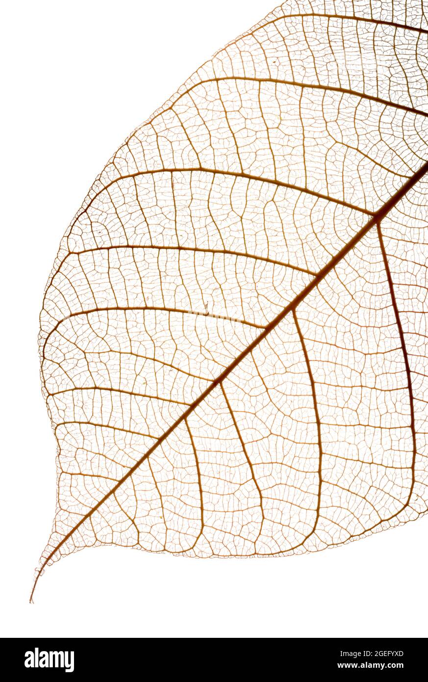 Chiudi su uno scheletro di foglie fotografato su uno sfondo bianco luminoso e che mostra il pattern venoso ramificato Foto Stock